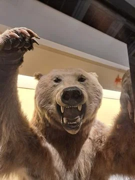 Grizzly bear Stock Photos