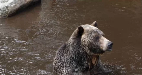 Grizzly Bear Playing in the water. Stock Footage 95767718
