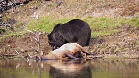 Grizzly Bear with a recently killed elk ... | Stock Video | Pond5