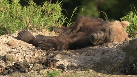 Grizzly Bear Resting and Playing on Sunny Lakeshore Telephoto Lens 4k Stock Footage 338260184