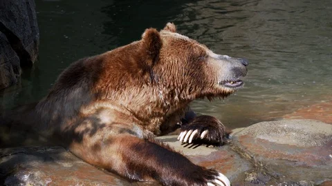 Grizzly bear resting in water Stock Footage