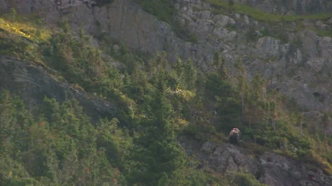 Grizzly Bear sitting on cliff face overlooking valley- almost posing Stock Footage 201259060