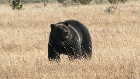 Grizzly bear sniffs the air while walking in yellowstone Stock Footage 123275561