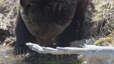 Grizzly Bear Sow Stock Footage 175369483