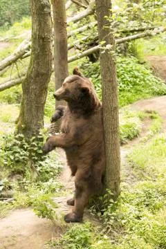 Grizzly bear standing Stock Photos