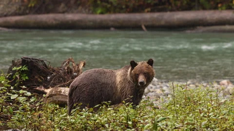 Grizzly bear standing by the river catching salmon. Brown bear searching for Stock Footage 279528948