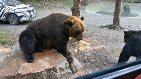 Grizzly Bear tour Stock Footage 146519668