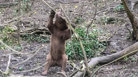 Grizzly Bear Tries Pulling Tree Down With All Its Body Weight 스톡 동영상 125088972