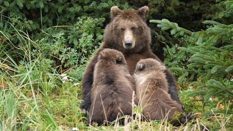 Grizzly Bear (Ursus Arctos) suckling her cubs Stock Footage