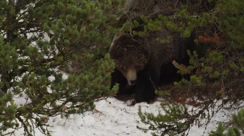 Grizzly bear uses tree trunk to scratch rump in snowy woods Stock Footage 63489123