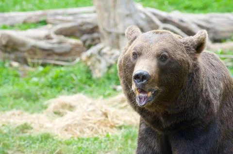Grizzly bear view Stock Photos