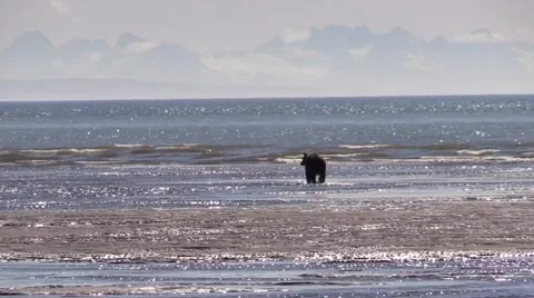 Grizzly bear waddle Stock Footage 55657318