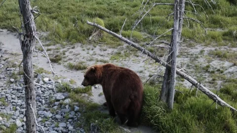 Grizzly Bear walking away Video stock 154074014