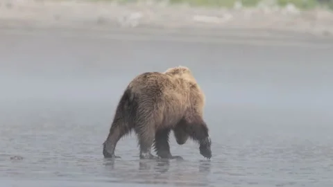 Grizzly bear walking on the beach Stock Footage 201947985