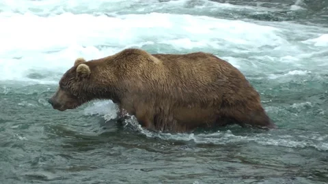 Grizzly bear walking close to waterfall for fish Stock Footage 203859611