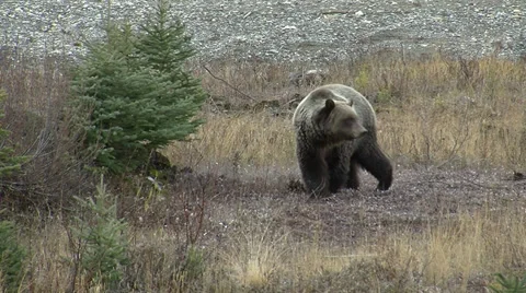 Grizzly Bear Walking in Fall Medium Shot Stock Footage