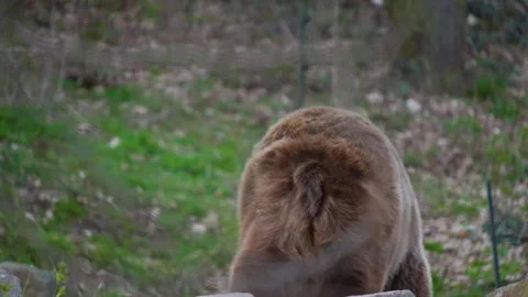 A grizzly bear walking Stock Footage 270895267