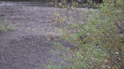Grizzly bear walking into frame soft focus Vídeos de archivo 64330616