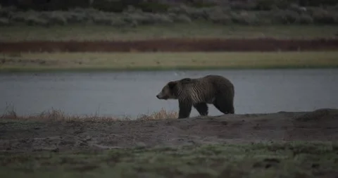 Grizzly Bear Walking Moving Looking Around in Spring Yellowstone National Park Vidéo 202175534