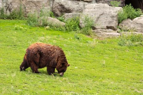 Grizzly bear walking Stock Photos