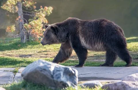 Grizzly bear walking Stock Photos