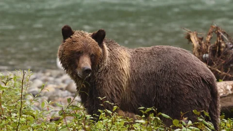 Grizzly Bear walking by river after catching salmon. Brown bear foraging in fall Stock Footage 269601154
