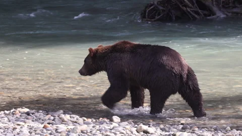 Grizzly bear walking by the river after catching a salmon. Brown bear foraging Stock Footage 279530347