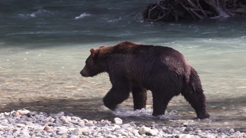 Grizzly bear walking by the river after catching a salmon. Brown bear foraging Stock Footage 320622639