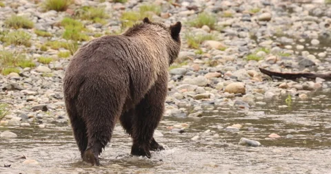 Grizzly Bear walking in river looking for catching salmon. Brown bear foraging Stock Footage 163698802