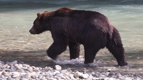 Grizzly Bear walking in river looking for catching salmon. Big brown bear Stock Footage 269609112