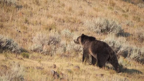 Grizzly bear walking through dry grass in Lamar Valley, Yellowstone Vídeo Stock 329374794