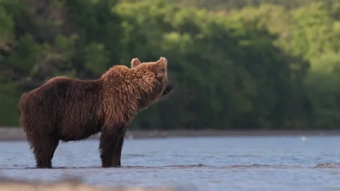 Grizzly Bear Walking Through Shallow Lake Water Telephoto Lens 4k Stock Footage 338260447