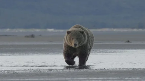 Grizzly Bear Walking Towards Camera Stock Footage