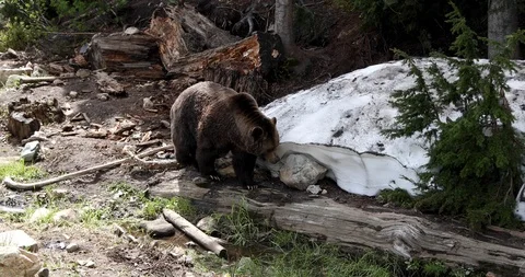 Grizzly Bear Walking in the Wild Video stock 95308979