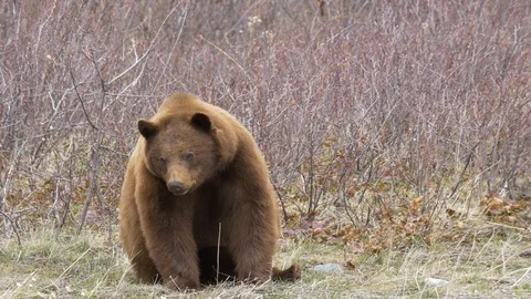 Grizzly Bear Walking into the Woods Stock Footage 108188812