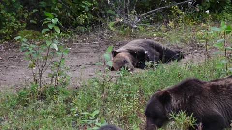 Grizzly bear in the wild | Stock Video | Pond5