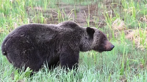 Grizzly bear in the wild Видео 150979806
