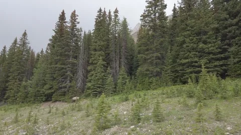 Grizzly bear in the wild Stock Footage 257251010
