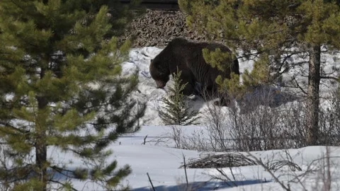 Grizzly bear in the wild 動画素材 300403929