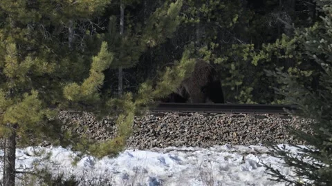 Grizzly bear in the wild Stock Footage 300404013