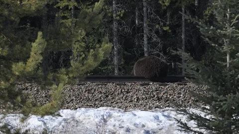 Grizzly bear in the wild Stock Footage 300404020