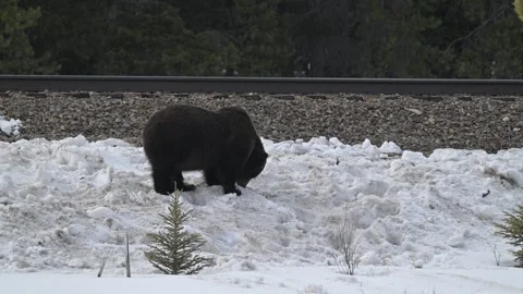 Grizzly bear in the wild Stock Footage 300404050