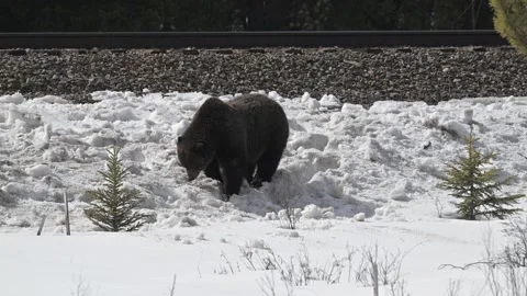 Grizzly bear in the wild Stock Footage 300404057