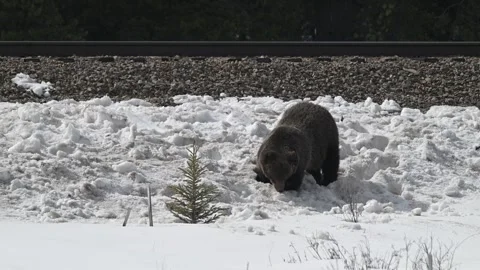 Grizzly bear in the wild 動画素材 300404060