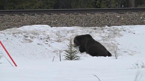 Grizzly bear in the wild Stock Footage 300404073