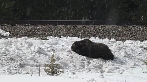 Grizzly bear in the wild Stock Footage 300404096