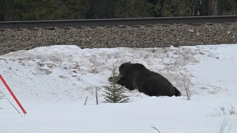 Grizzly bear in the wild Video stock 300404109
