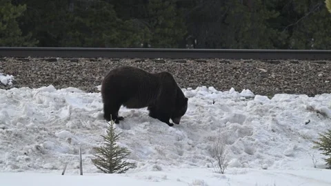 Grizzly bear in the wild 動画素材 300404119