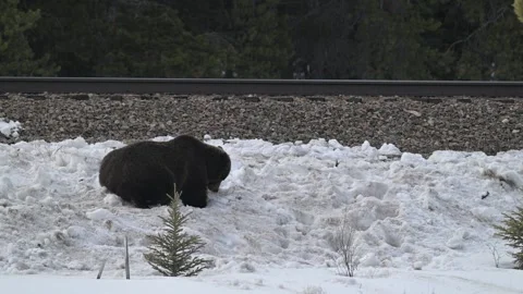 Grizzly bear in the wild Stockbeeldmateriaal 300404149