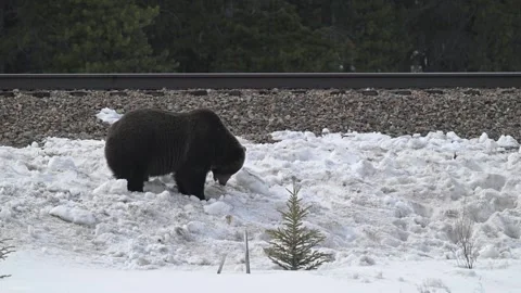 Grizzly bear in the wild Stock-Footage 300404172